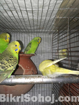 দুই জোড়া বাজরিগার পাখি |2 adult pairs of budgerigar